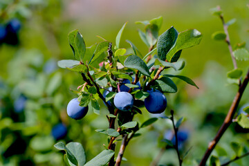 Fruits of the Bog Bilberry in summer, Northern Bilberry, Vaccinium uliginosum