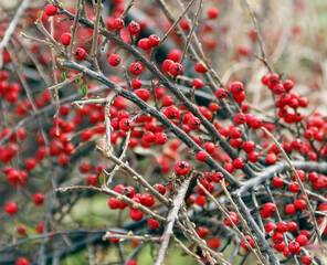 Red berries on a bush whose leaves have fallen during the winter