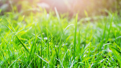 Background from green grass illuminated by the evening sun