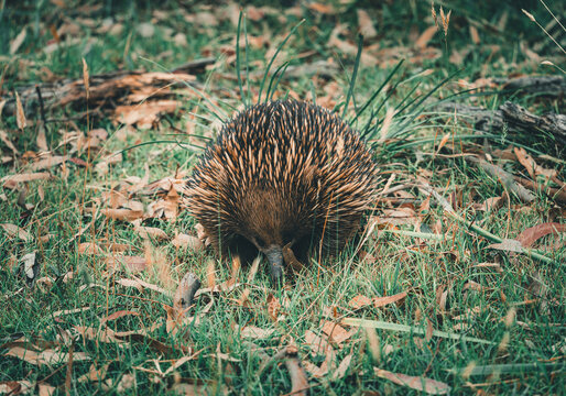 Found this beautiful Echidna, Australia's most widespread native mammal, at the Lysterfield National Park in Melbourne South East, Victoria.