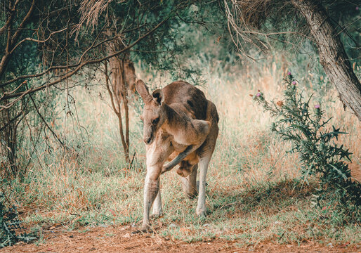 Spotted one of Australia's Marsupila mascot, The Kangaroo at Lysterfield Lake in Victoria, Australia.