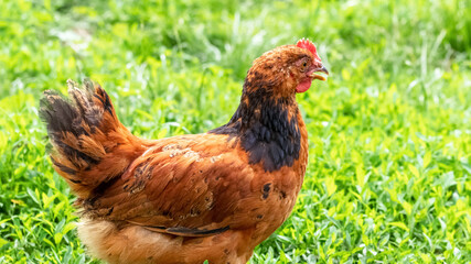 Brown chicken close up in the garden on a background of green grass