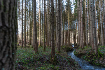A hike through the forest in the Westerwald in winter