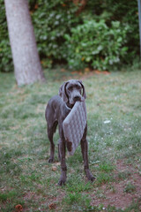 Deutsche Dogge