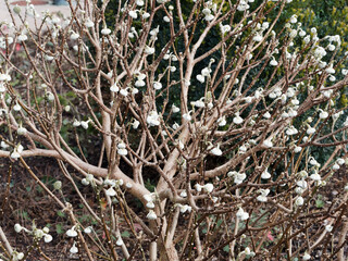 (Edgeworthia chrysantha) Oriental Paper Bush or Chinese Paper Bush. Shrub with clusters of beautiful blooming exotic white flowers on brick red branches without leaves in winter 