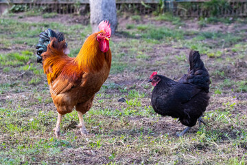 Orange rooster and black chicken in the farm garden