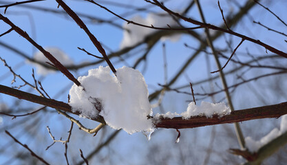 Snow hangs on bare branches and partly thaws against a blue sky