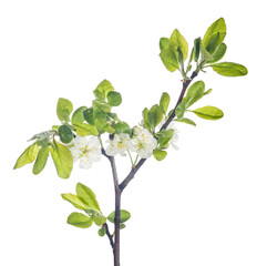 plum tree branch with flowers on white