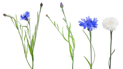 four cornflowers closeup isolated on white