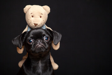 image of dog toy bear dark background 