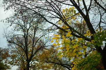 Berlin, Germany - October 16, 2013: Naked trees into the park
