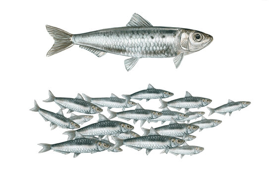 realistic illustration of european pilchard (Sardina pilchardus) on white background. Illustration of a shoal of sardines