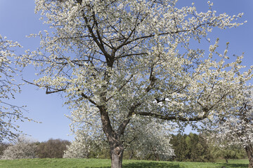 Apple Tree In Spring, North Rhine-Westphalia, Germany, Europe
