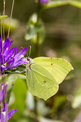 Gonepteryx Rhamni, Common Brimstone, Brimstone On Clustered Bellflower Campanula Glometera , Dane S Blood, Germany, Europe