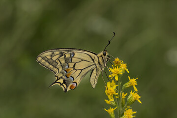 Papilio Machaon, Swallowtail Butterfly From Lower Saxony, Germany