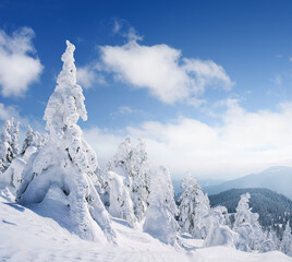 Snowy fir trees in the mountains