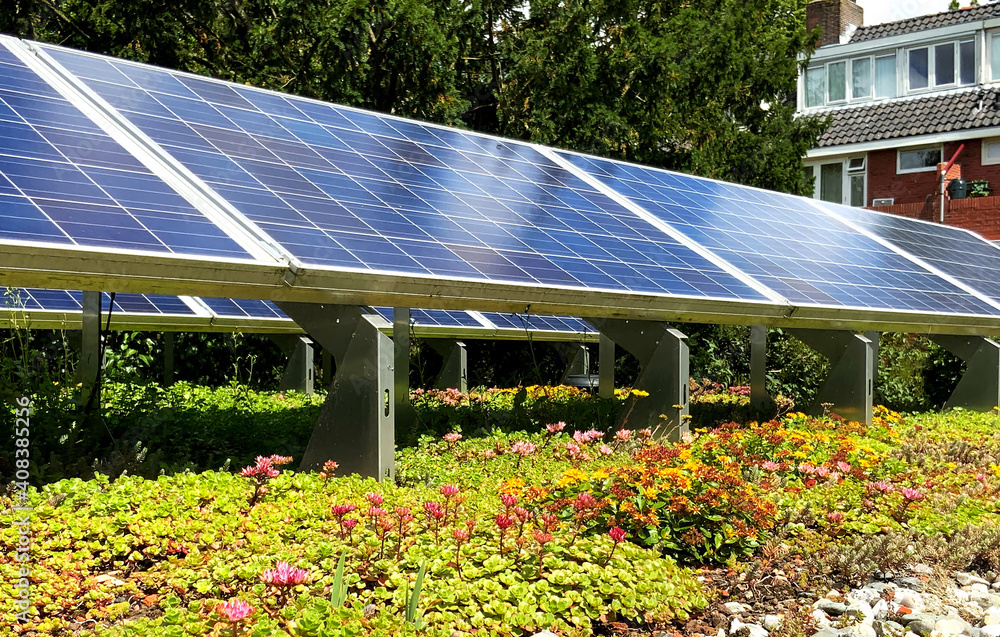 Wall mural Green sedum rooftop garden with solar panels for solar energy, climate adaptation and stimulating biodiversity 