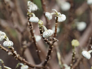 (Edgeworthia chrysantha) Close-up on Oriental Paper Bush 'Winter Gold' flowers or mitsumata 