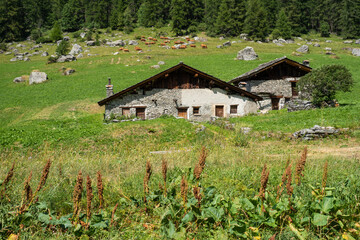 Fototapeta na wymiar Chalet des Alpes, parc de la Vanoise, France 