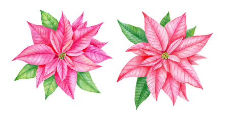 Watercolor christmas star flower, pink poinsettia flowers, hand drawn illustration isolated on white background, perfect for invitation cards, any print design