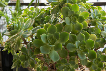 Natural texture and pattern. Succulent plants. Closeup view of an Aeonium haworthii, also known as Pinwheel, beautiful green rosettes and leaves.