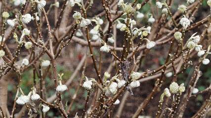 (Edgeworthia chrysantha) Close-up on Oriental Paper Bush 'Winter Gold' flowers or mitsumata (Edgeworthia chrysantha)