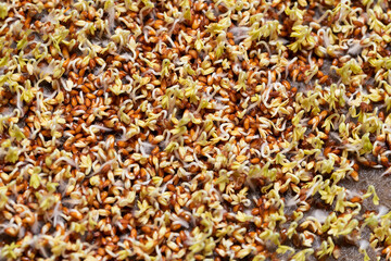 Closeup horizontal background from organic microgreen of 2 days watercress. Seed Germination at home. Vegan and healthy eating concept. Sprouted germinated from high quality organic seed.