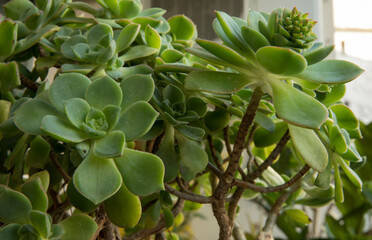 Succulents texture and pattern. Exotic flora. Closeup view of an Aeonium haworthii, also known as Pinwheel, beautiful green rosettes and green leaves foliage. 