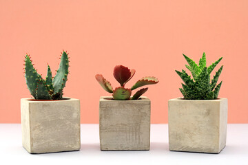 Three succulent indoor plants growing in ceramic pots.