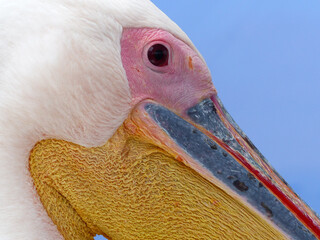 Pelican, Portrait