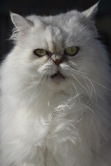 Chat persan