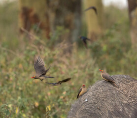 redbilled oxpecker flying off buffaloe