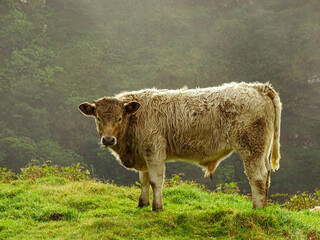 Cow in nature, pasture, travel destination, Azores.