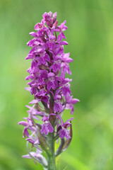 Marsh Orchid