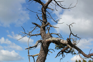 Crokked Tree In A Moor Region