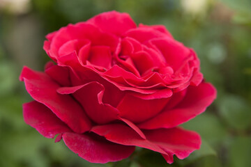 Delicate roses close up on a green background