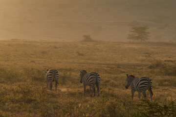 Fototapeta na wymiar herd of zebras walking into sunrise light