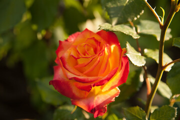 Delicate roses close up on a green background