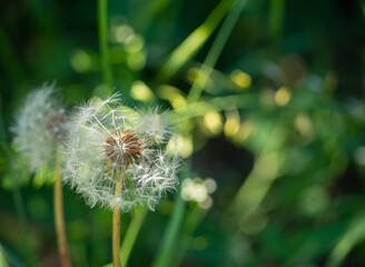 Fluffy white dandelion close-up on the background of green grass with sunbeams . A beautiful natural background has room for text.