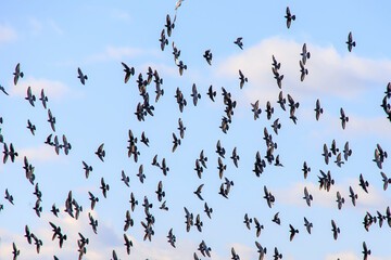 Flock of birds flying in the sky above the ocean on a winter day