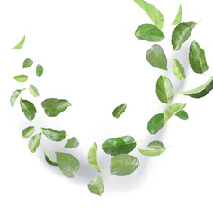 Many green leaves moving by gust wind on white background