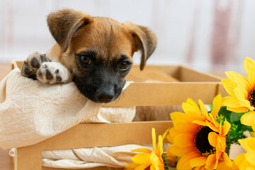 Cute puppy looking at the camera 