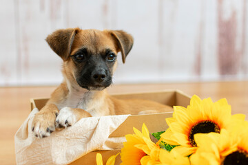Small puppy portrait inside a wood box