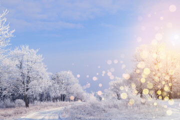 Obraz premium Amazing winter morning. Beautiful forest covered with snow