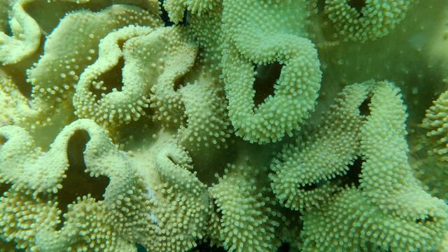 Close up of soft coral polips. Extreme close-up of the soft coral polips on the reef. Natural underwater background. Mushroom Leather Coral (Sarcophyton coral)