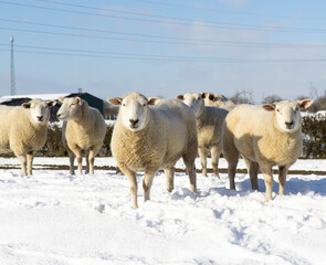 Sheep standing in a snow covered field