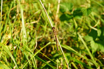 Macro photography of brown dragonfly (sympetrum) resting on grass with green meadow background