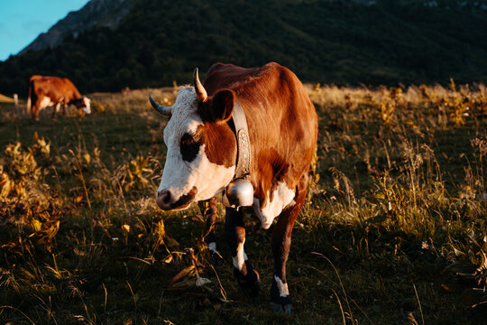 Dairy cow grazing in meadow during sunset at Col des Aravis, Haute-Savoie, France