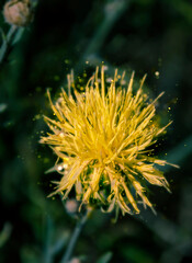 yellow flower