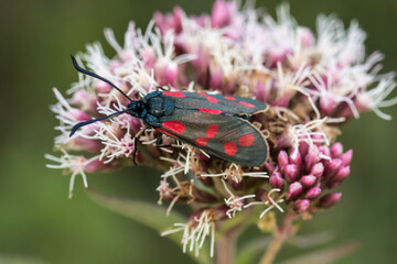 Zygaena filipendulae, Six-spot Burnet from Lower Saxony, Germany